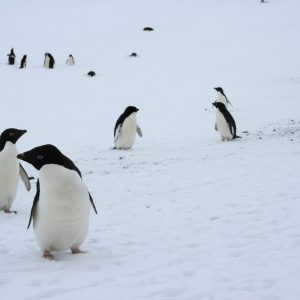 Climate Change and Antarctic Biodiversity